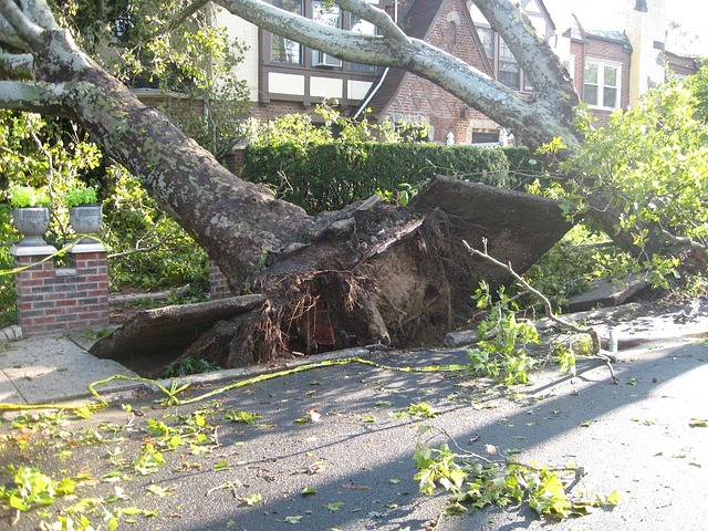 Storm and wind damage